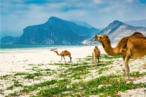 2-Day Salalah Break Tour: Mountains, Wadis and Western Coast Escape